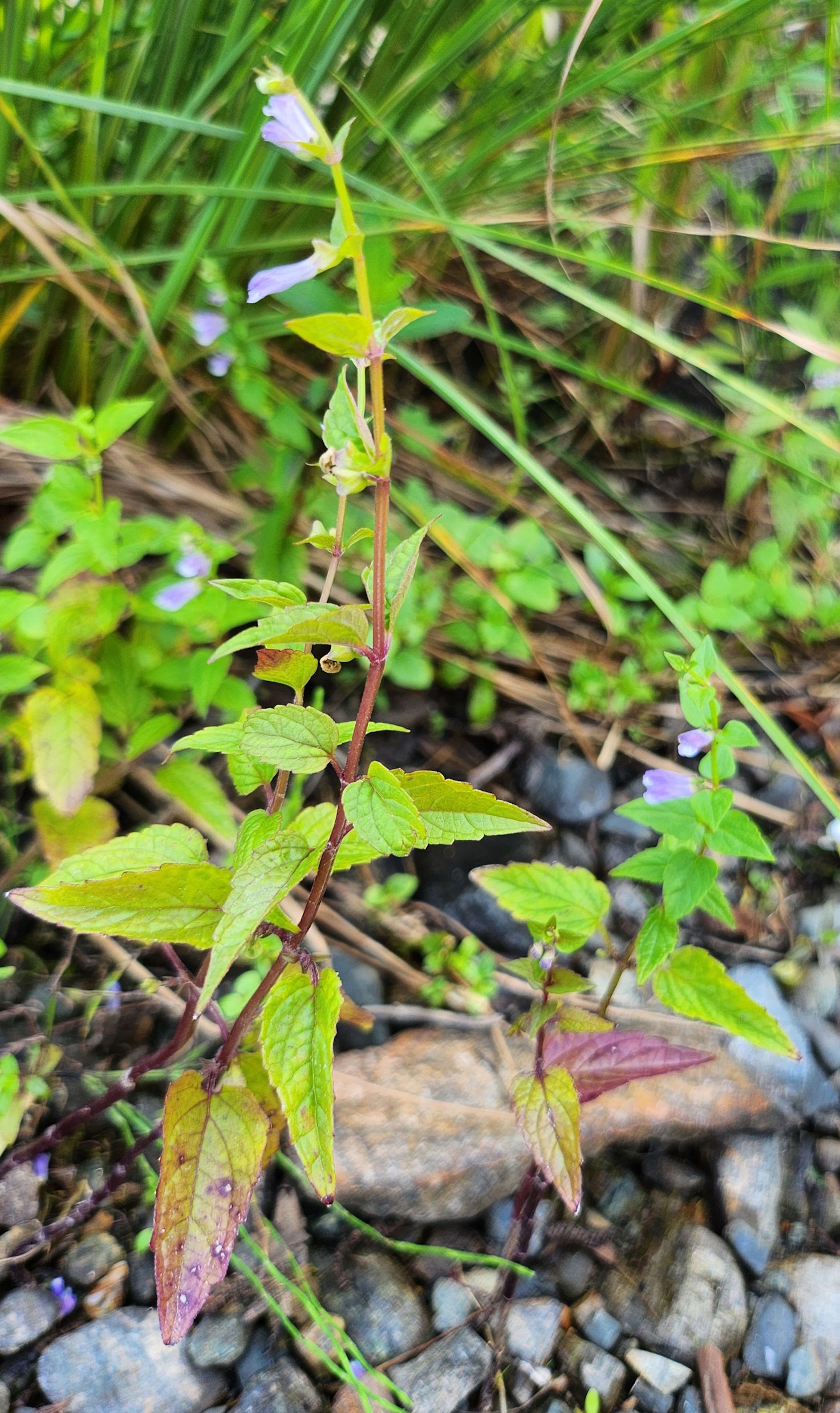 skullcap